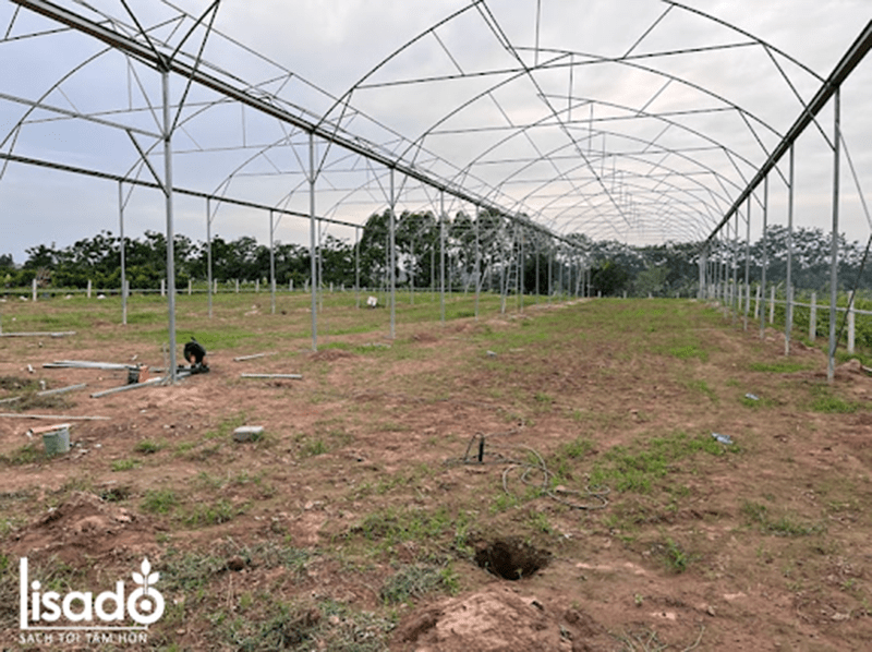 Dự án dưa lưới nhà màng 1000m2 tại Thường Tín – Hà Nội Dự án dưa lưới nhà màng 1000m2 tại Thường Tín – Hà Nội