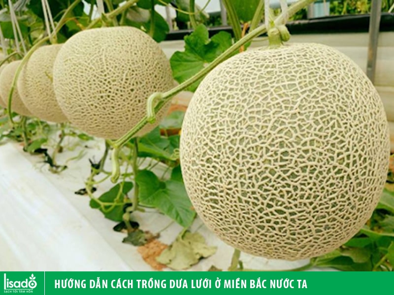 Cây dừa Bán mua trồng cây dừa xiêm cây dừa bắc công trình giá rẻ