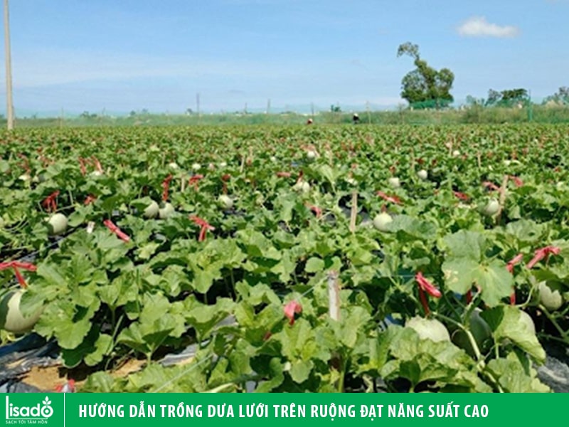 Hướng dẫn trồng dưa lưới trên ruộng đạt năng suất cao