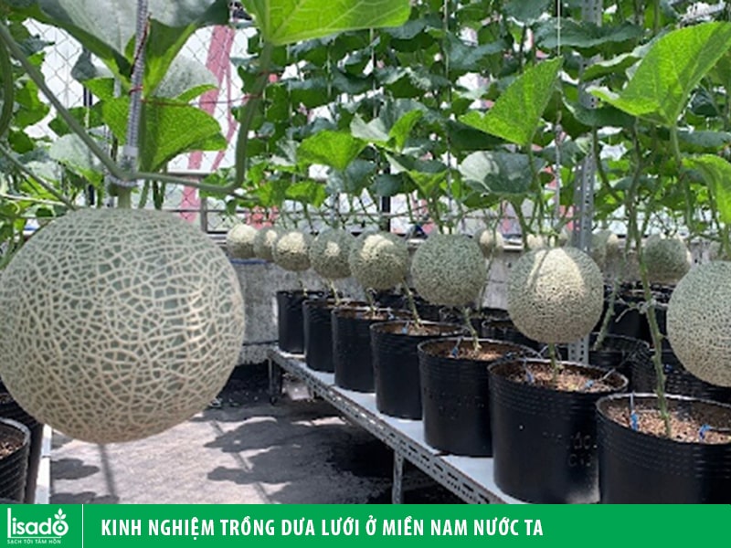 Kinh nghiệm trồng dưa lưới ở miền Nam nước ta