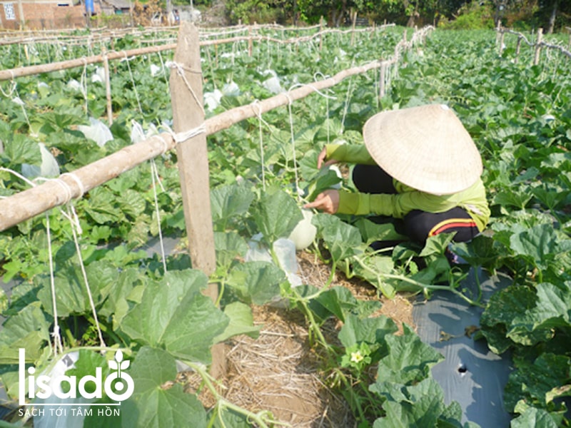 kỹ thuật trồng dưa kim hoàng hậu ngoài trời