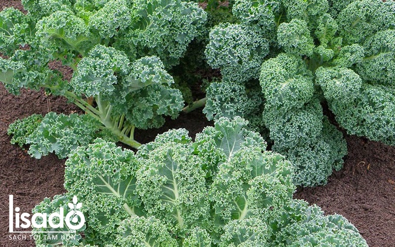 Cải xoăn Kale có thể gieo trồng vào tháng 9
