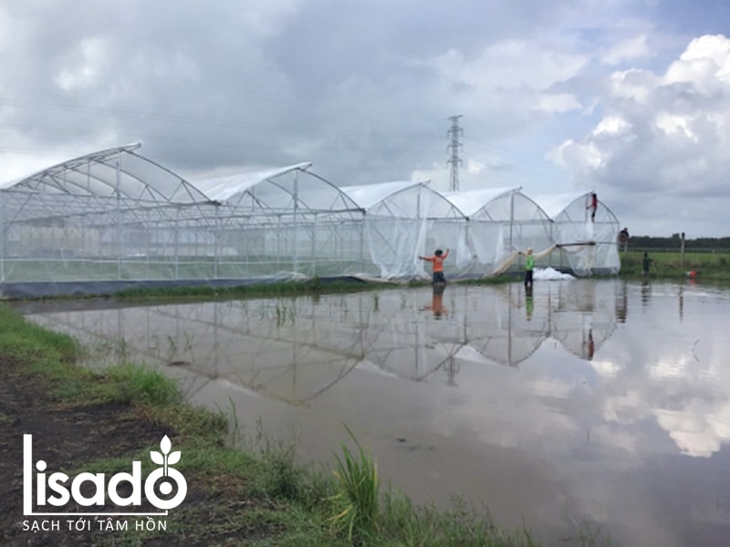 Nhà lưới nông nghiệp Nhà lưới nông nghiệp