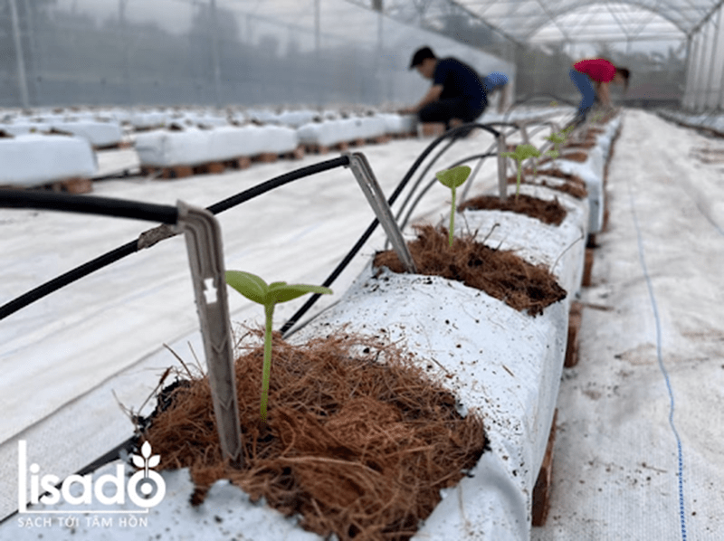 Dự án trồng dưa lưới, dưa lê tại Khoái Châu Hưng Yên