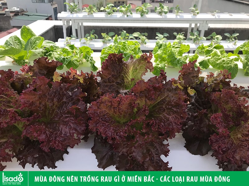 Mùa đông nên trồng rau gì ở miền Bắc - Các loại rau mùa đông