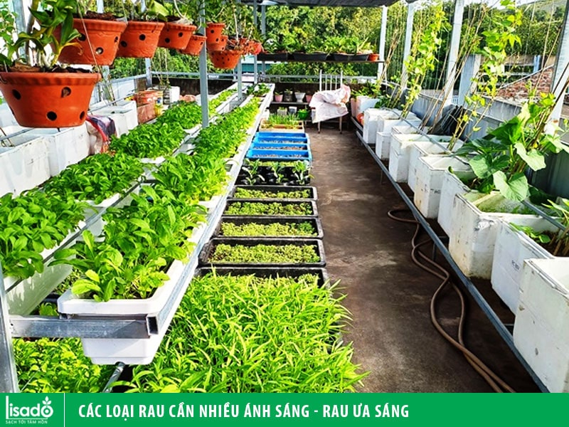 Các loại rau cần nhiều ánh sáng - rau ưa sáng