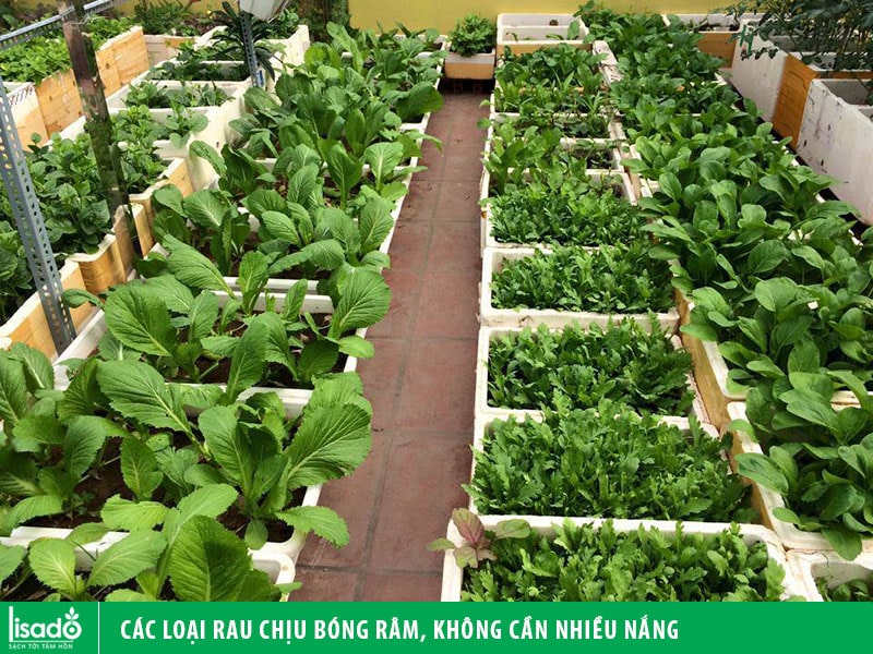 Các loại rau chịu bóng râm, không cần nhiều nắng