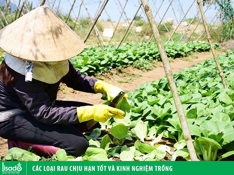 Các loại rau chịu hạn tốt và kinh nghiệm trồng