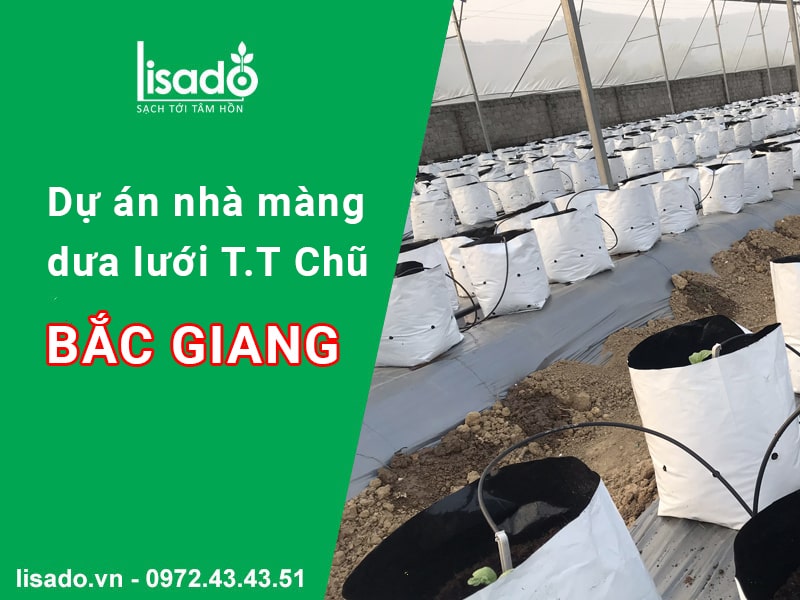 Dự án nhà màng dưa lưới tại thị trấn Chũ - Bắc Giang