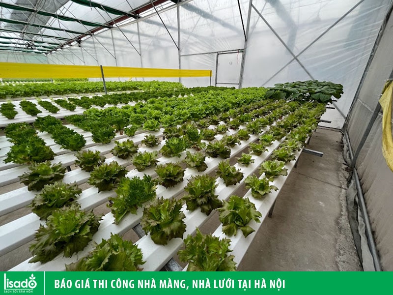 Báo giá thi công nhà màng, nhà lưới tại Hà Nội