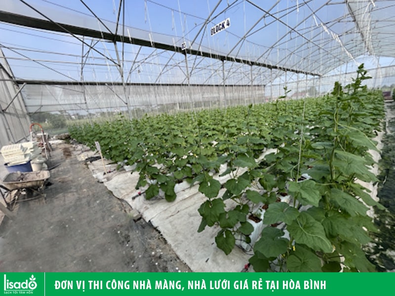 Đơn vị thi công nhà màng, nhà lưới giá rẻ tại Hòa Bình