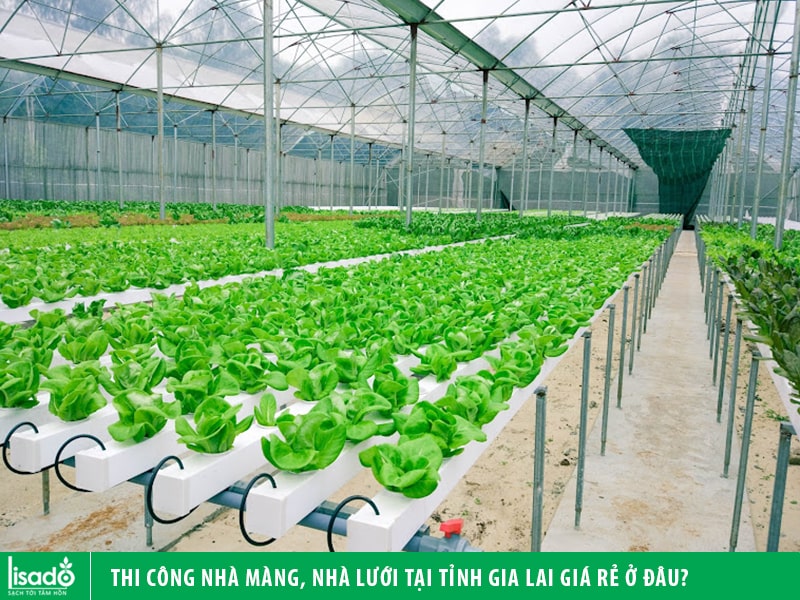 Thi công nhà màng, nhà lưới tại tỉnh Gia Lai giá rẻ ở đâu?