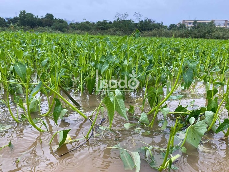 các loại rau chịu ngập nước