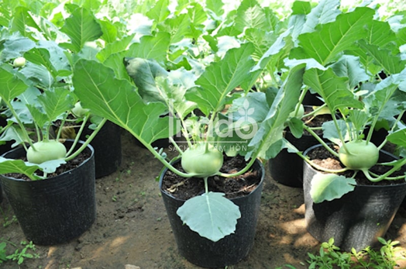 Thu hoạch su hào đúng thời gian tránh già Thu hoạch su hào đúng thời gian tránh già