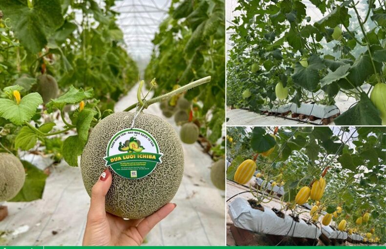 Nhật kí chuyển giao công nghệ trồng dưa lưới tại Farm Minh Tâm, Khoái Châu, Hưng Yên