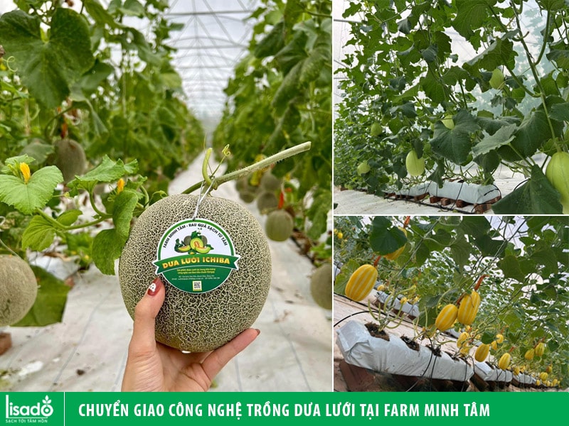 Nhật kí chuyển giao công nghệ trồng dưa lưới tại Farm Minh Tâm, Khoái Châu, Hưng Yên