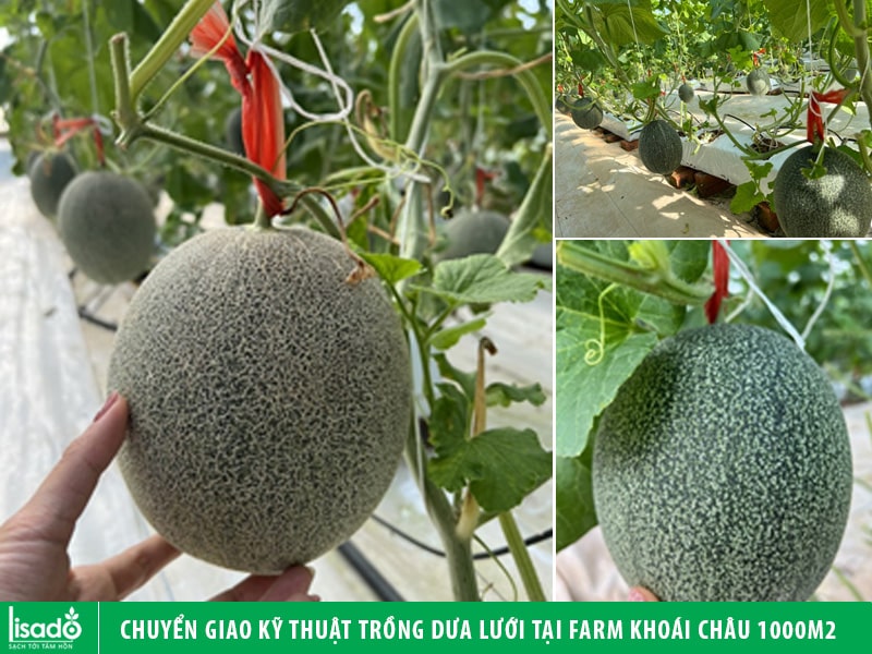 Chuyển giao kỹ thuật trồng dưa lưới tại farm Khoái Châu - Hưng Yên 1000m2