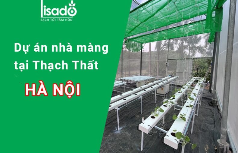 Dự án nhà màng thuỷ canh trồng rau tại Thạch Thất, Hà Nội