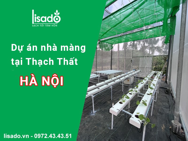 Dự án nhà màng thuỷ canh trồng rau tại Thạch Thất, Hà Nội