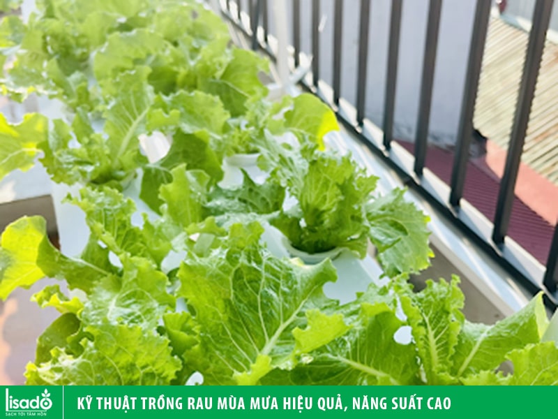 Kỹ thuật trồng rau mùa mưa hiệu quả, năng suất cao