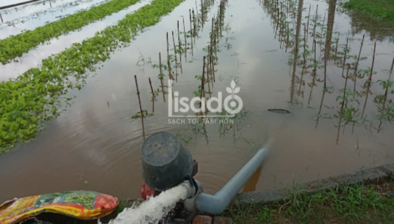 cách trồng rau mùa mưa