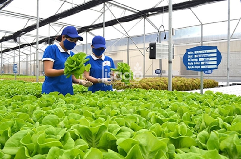 Mô hình trồng rau thủy canh tại Đông Triều, Quảng Ninh (nguồn: Báo Nhân Dân)