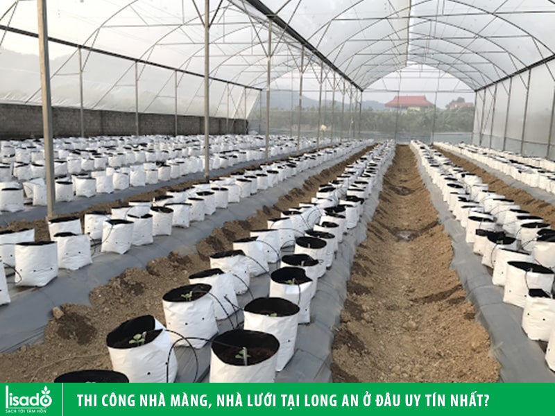 Thi công nhà màng, nhà lưới tại Long An ở đâu uy tín nhất?