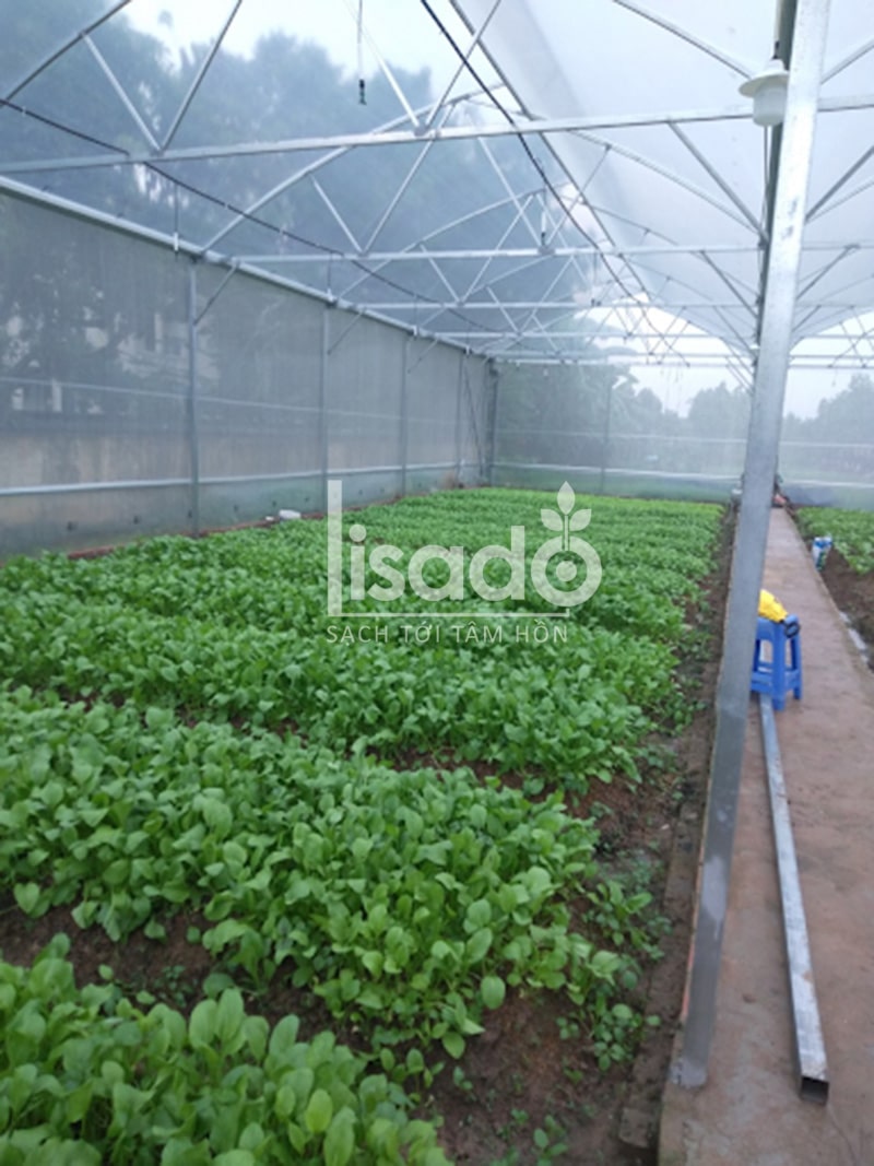 Hệ thống nhà màng trồng rau trong đất
