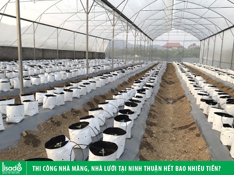 Thi công nhà màng, nhà lưới tại Ninh Thuận hết bao nhiêu tiền?