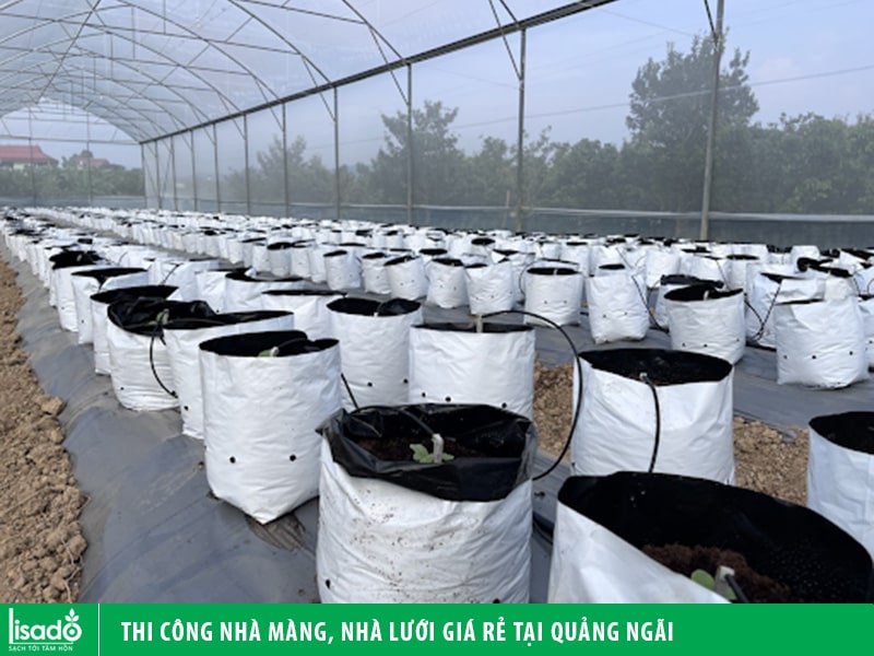 Thi công nhà màng, nhà lưới giá rẻ tại Quảng Ngãi