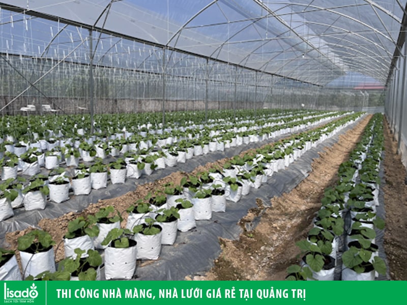 Thi công nhà màng, nhà lưới giá rẻ tại tỉnh Quảng Trị