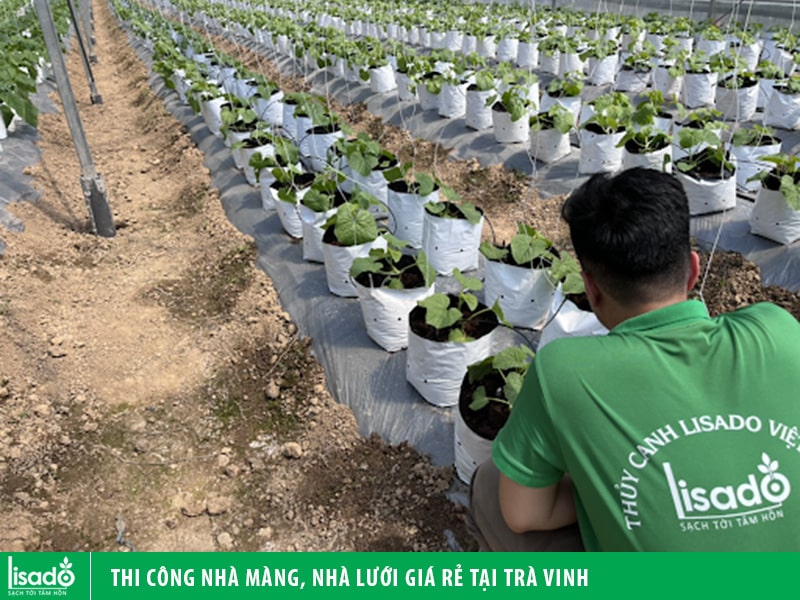 Thi công nhà màng, nhà lưới giá rẻ tại Trà Vinh