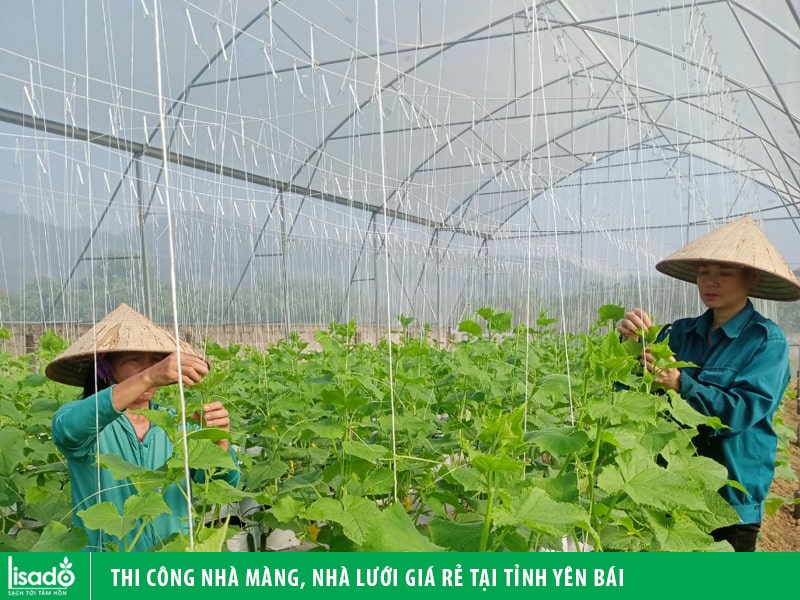 Thi công nhà màng, nhà lưới giá rẻ tại tỉnh Yên Bái