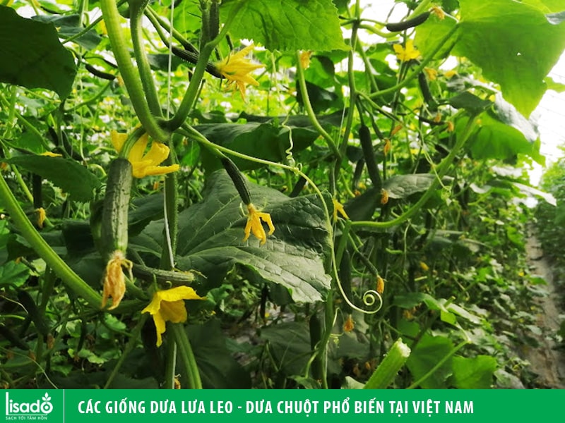 Các giống dưa lưa leo - dưa chuột phổ biến tại Việt Nam