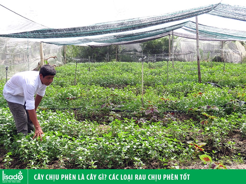 Cây chịu phèn là cây gì? Các loại rau chịu phèn tốt