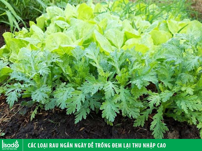 Các loại rau ngắn ngày dễ trồng đem lại thu nhập cao