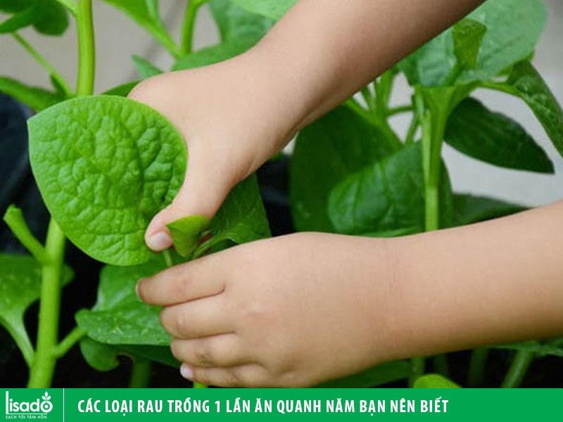 Các loại rau trồng 1 lần ăn quanh năm bạn nên biết