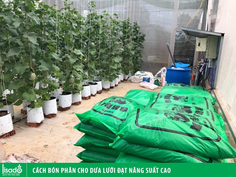 Cách bón phân cho dưa lưới đạt năng suất cao