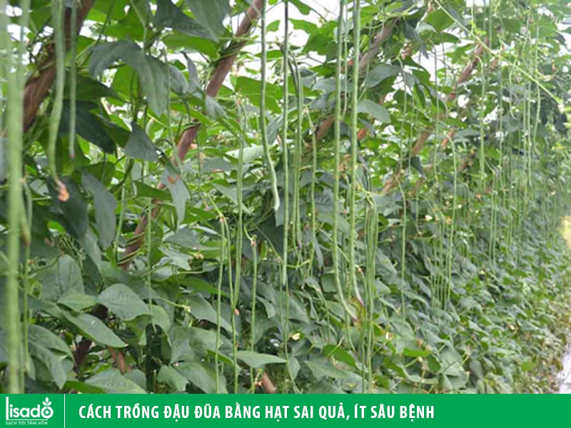 Cách trồng đậu đũa bằng hạt sai quả, ít sâu bệnh