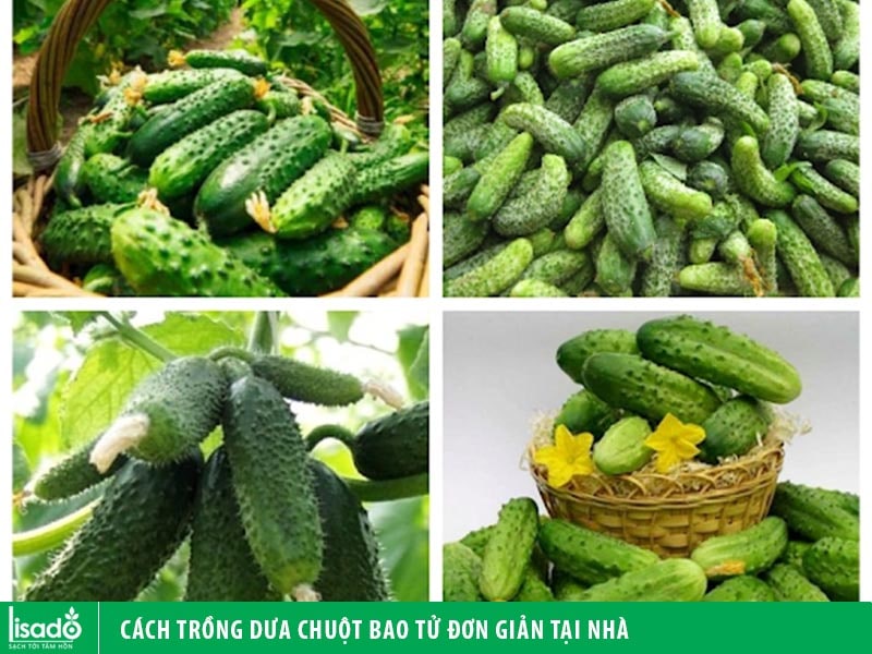 Cách trồng dưa chuột bao tử đơn giản tại nhà