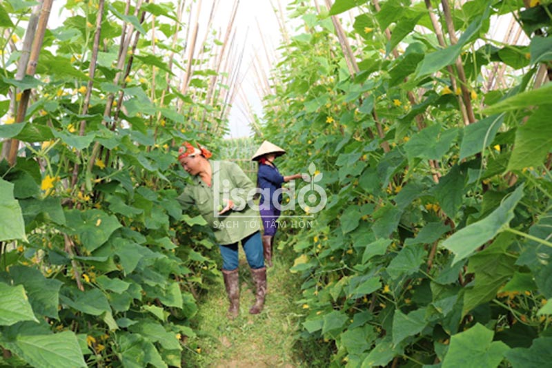 Thu hoạch dưa chuột bao tử đúng thời gian