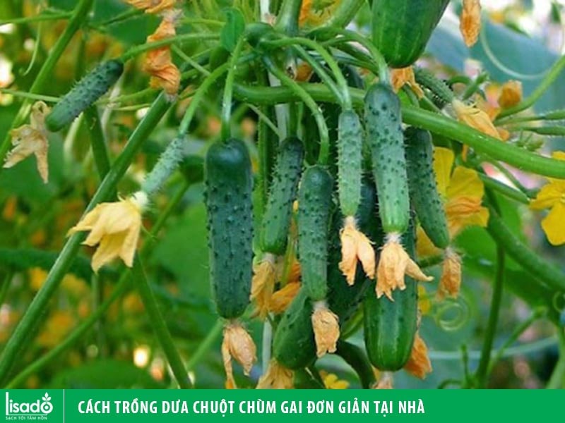 Cách trồng dưa chuột chùm gai đơn giản tại nhà