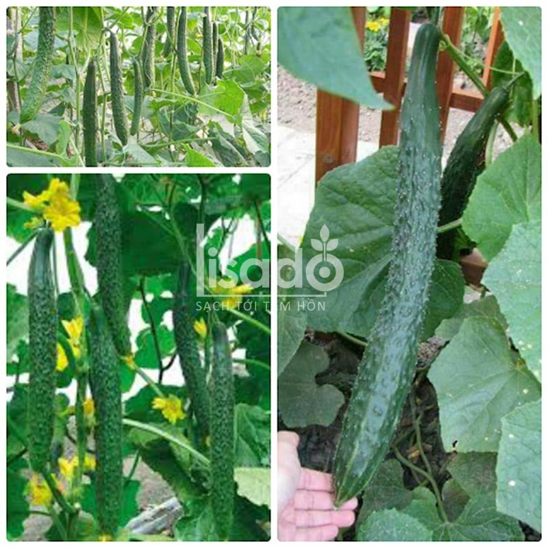 Dưa chuột kiếm hay còn gọi là dưa chuột Nhật Bản Dưa chuột kiếm hay còn gọi là dưa chuột Nhật Bản