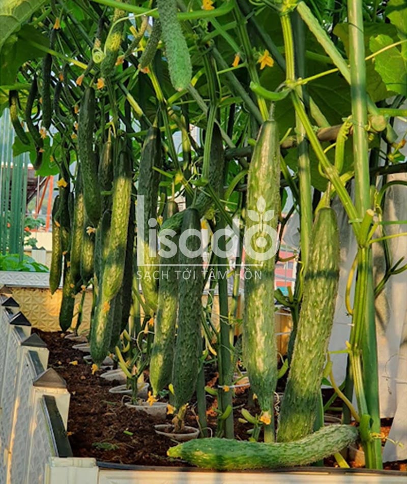 Thu hoạch dưa chuột kiếm Thu hoạch dưa chuột kiếm