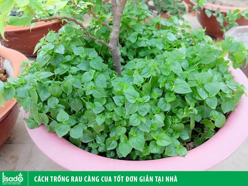 Cách trồng rau càng cua tốt đơn giản tại nhà