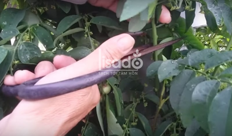 Thu hoạch rau nóng Thu hoạch rau nóng