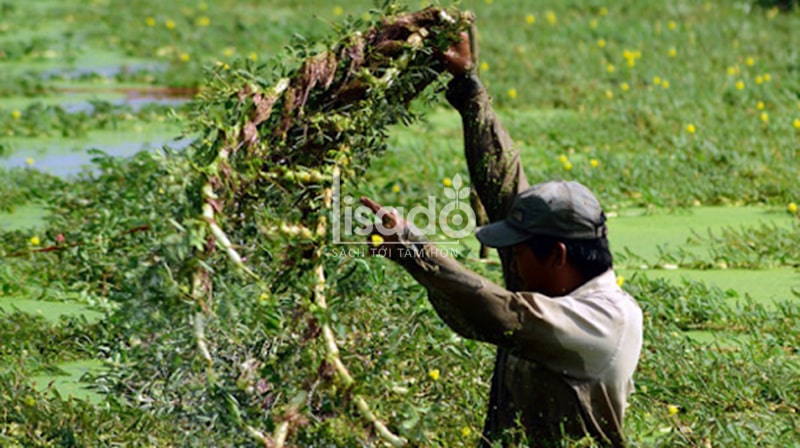 Mô hình trồng rau nhút ở Thanh Bình  Bạn Nhà Nông  Cùng nông dân hội nhập   làm giàu