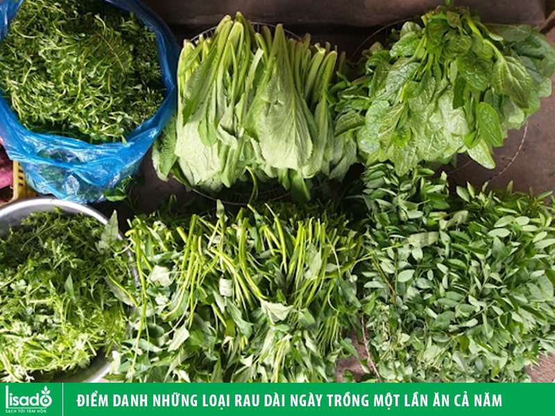 Điểm danh những loại rau dài ngày trồng một lần ăn cả năm