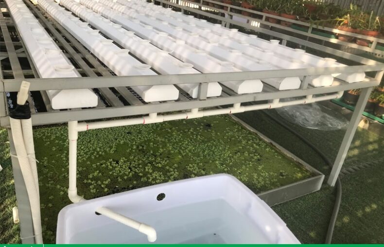 Dự án trồng rau thủy canh nhà phố tại Hoàng Quốc Việt, Hà Nội