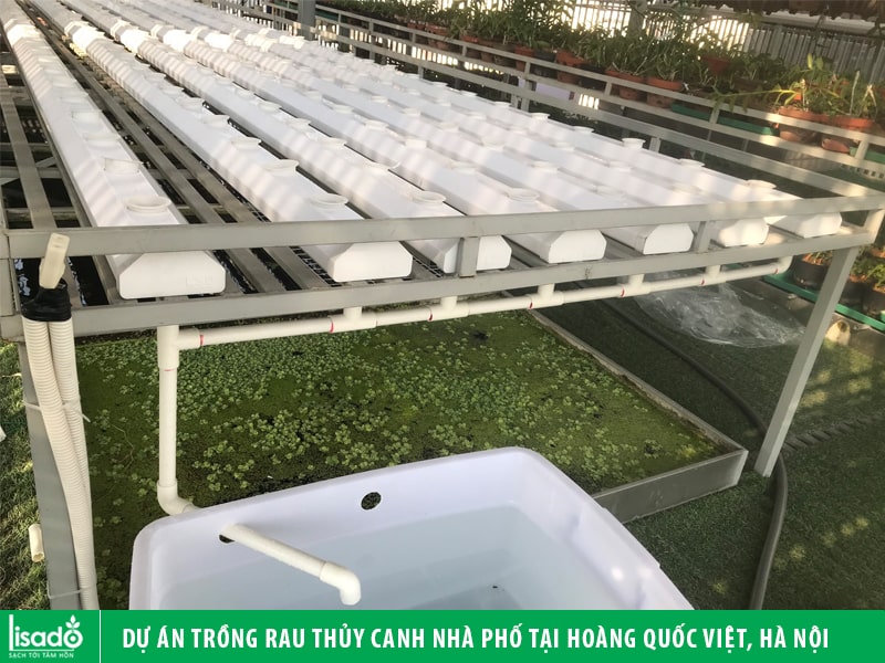 Dự án trồng rau thủy canh nhà phố tại Hoàng Quốc Việt, Hà Nội